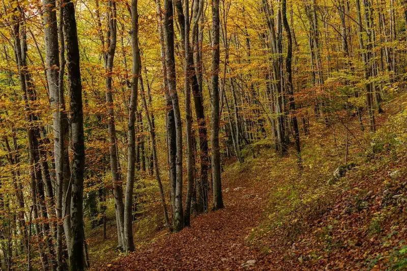 escapadas otoño en madrid